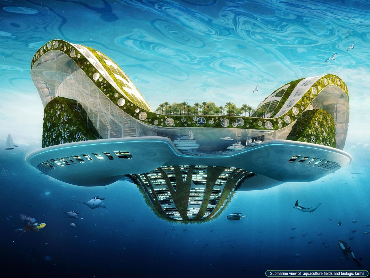 Submarine view of Lilypad